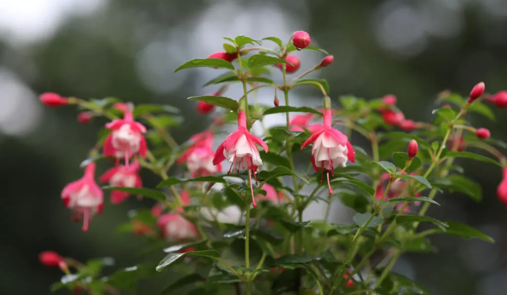closeup of fuchsia flowers with blurred background