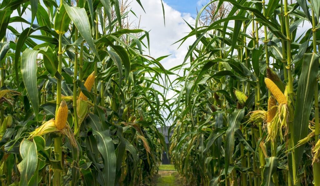 corn field - ss220324