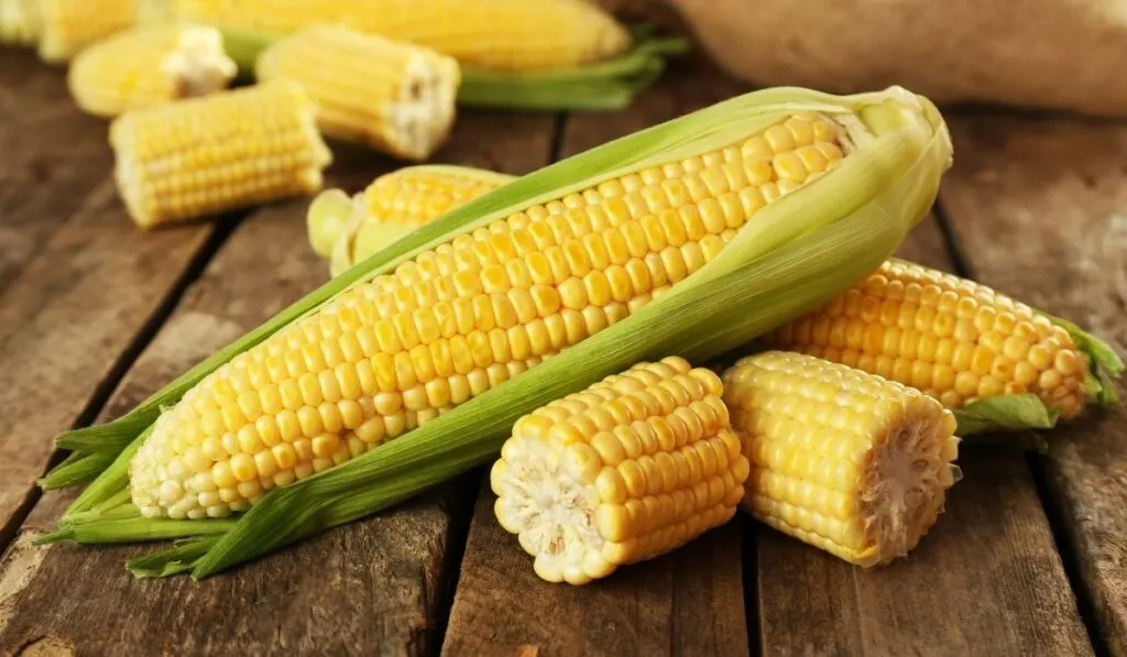 corn on cob - ss220323