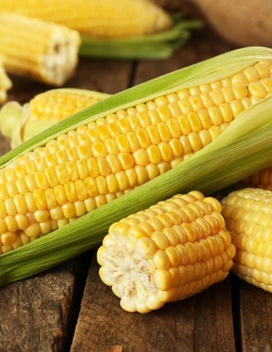 corn on cob - ss220323