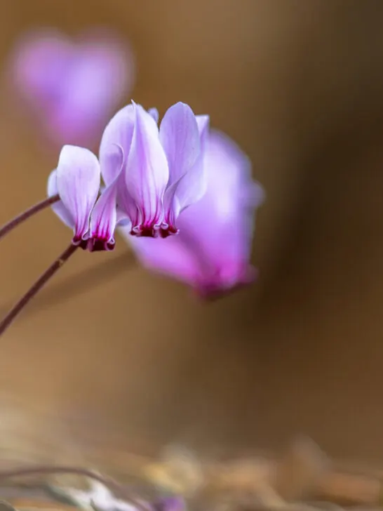 cyclamen blooming