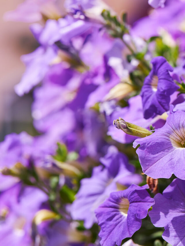 11 Annual Plants For Hanging Baskets