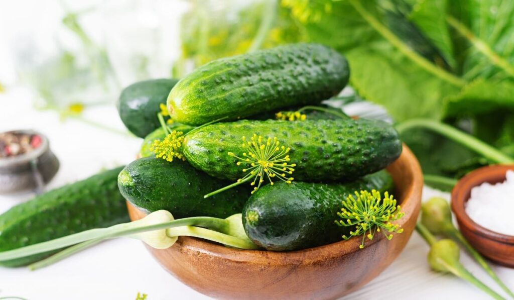 cucumber in a wooden bowl - ee220320
