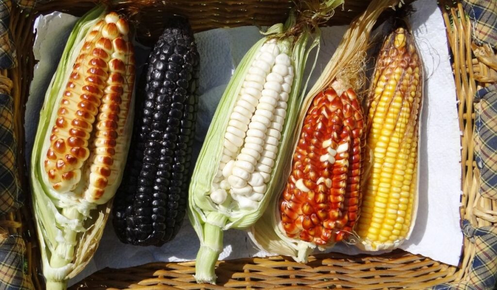 different peruvian corns in a basket - ss220324