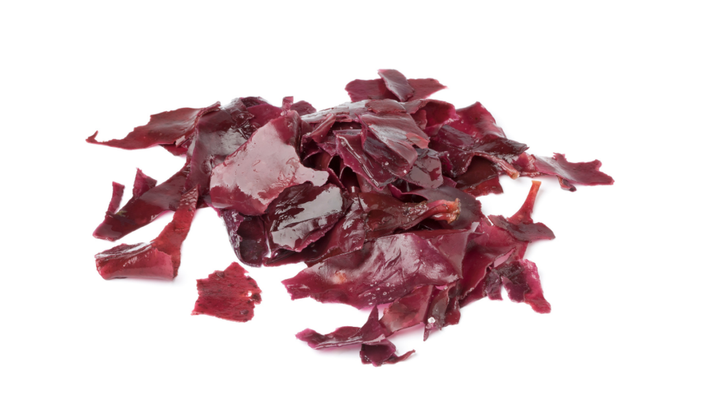 dulse seaweeds on a white background  ee220331