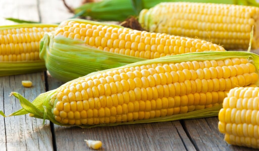 fresh corn - ss22032