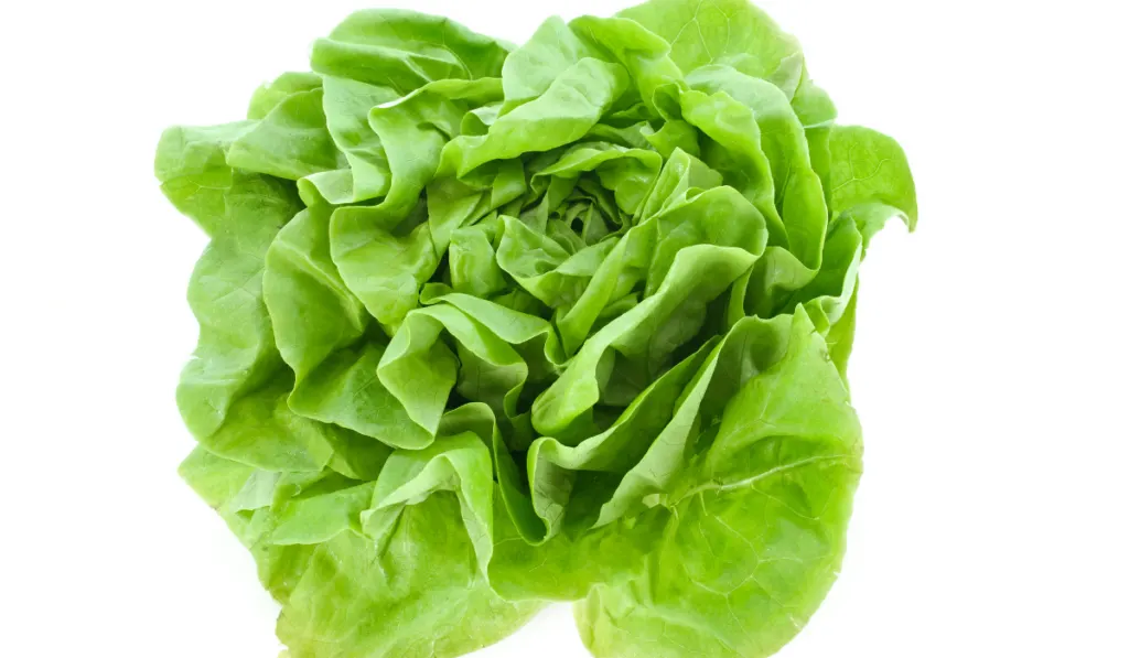 fresh lettuce on a white background ee220331