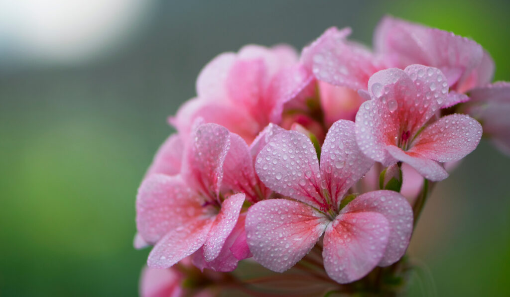 macro closeup of a pink geranium flower