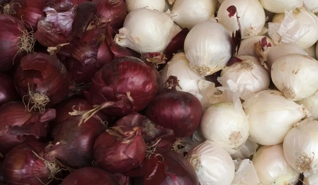White vs. Red Onions: What's the Difference? - Crate and Basket