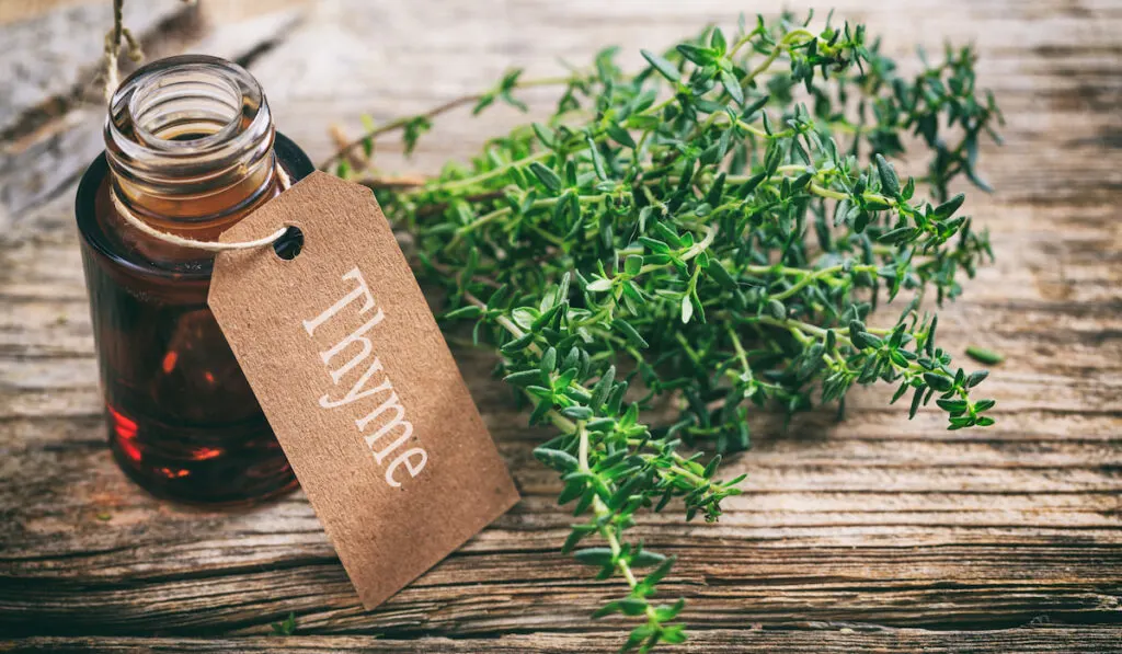 thyme oil and thyme herb on a wooden board