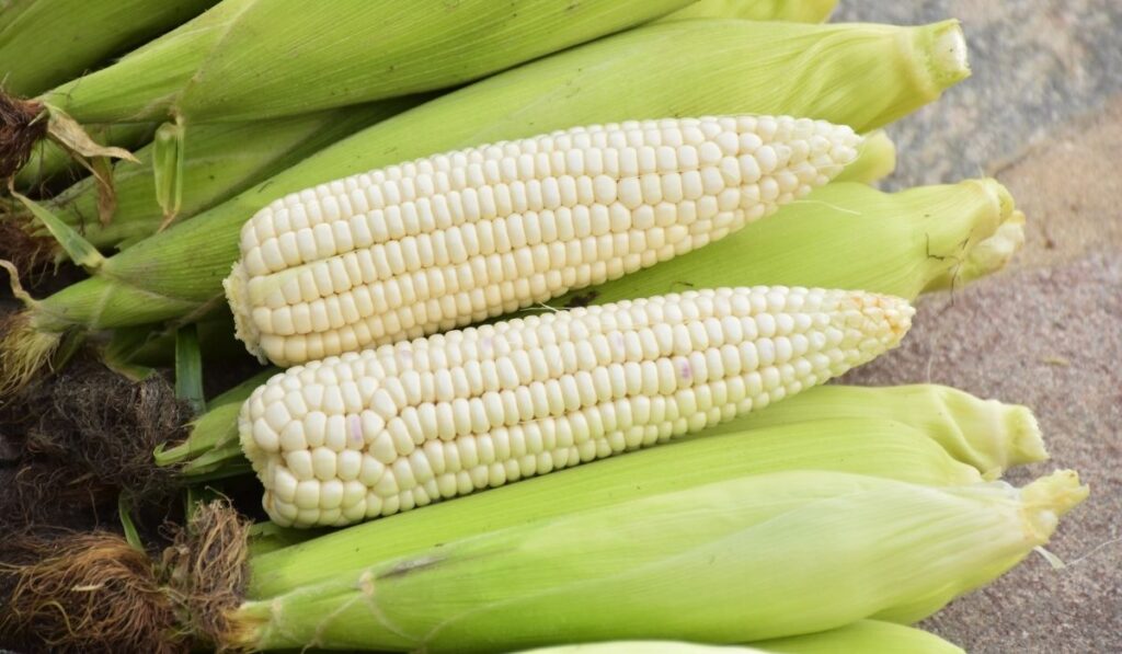 white corn - ss220324
