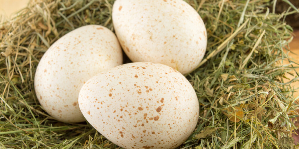 Bunch of raw turkey eggs in a nest