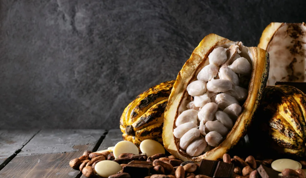 Cacao fruit decorated with fresh and dry cacao beans    ee220402