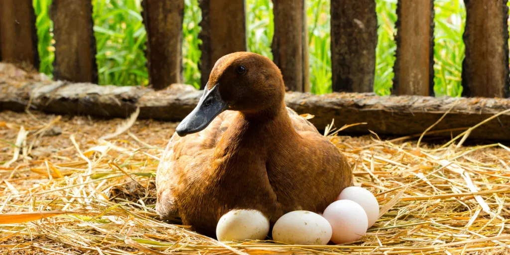 Duck incubator her eggs on the straw nest