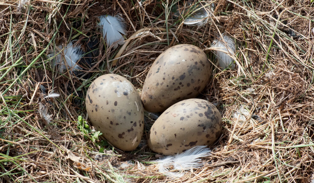 Nest of a seagull with three typical eggs