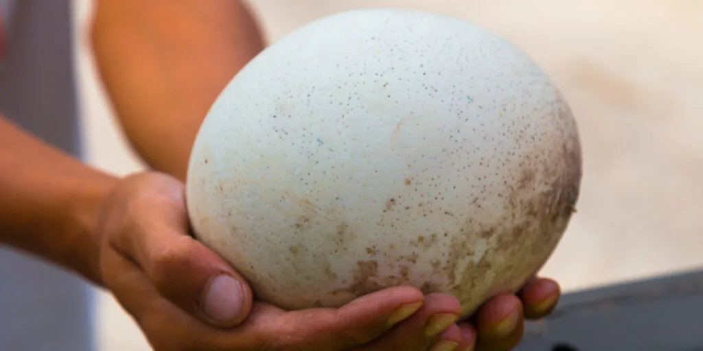 Ostrich egg in mans hands, human keeps big egg in his own arms