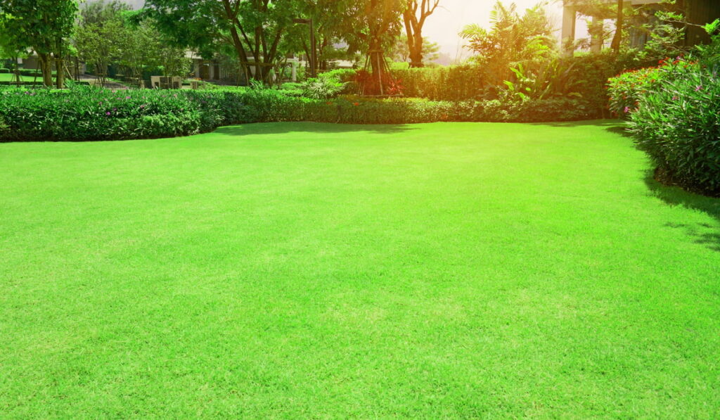 bermuda grass lawn