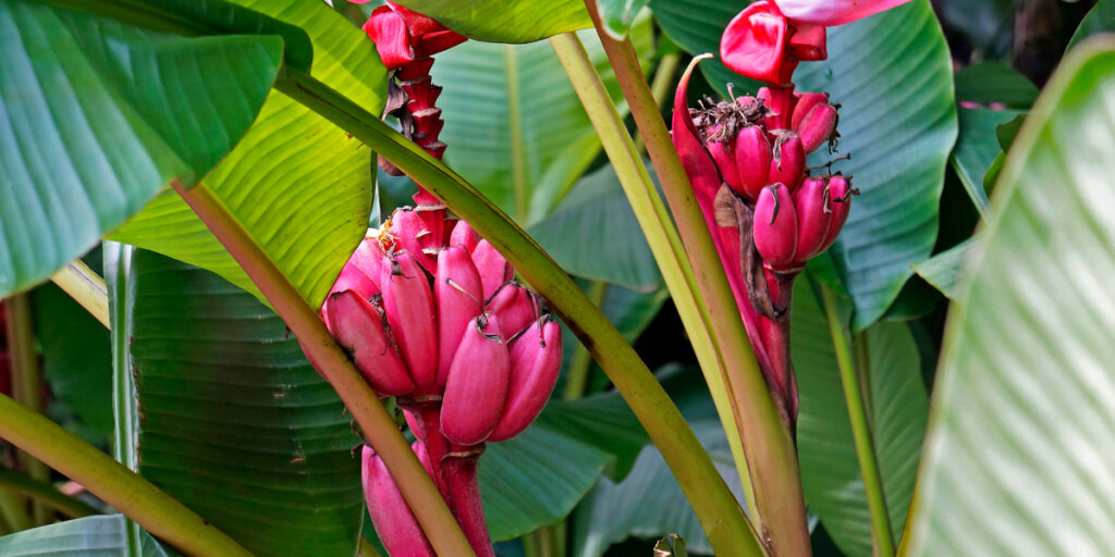 close up photo of Pink velvet bananas (Musa velutina)