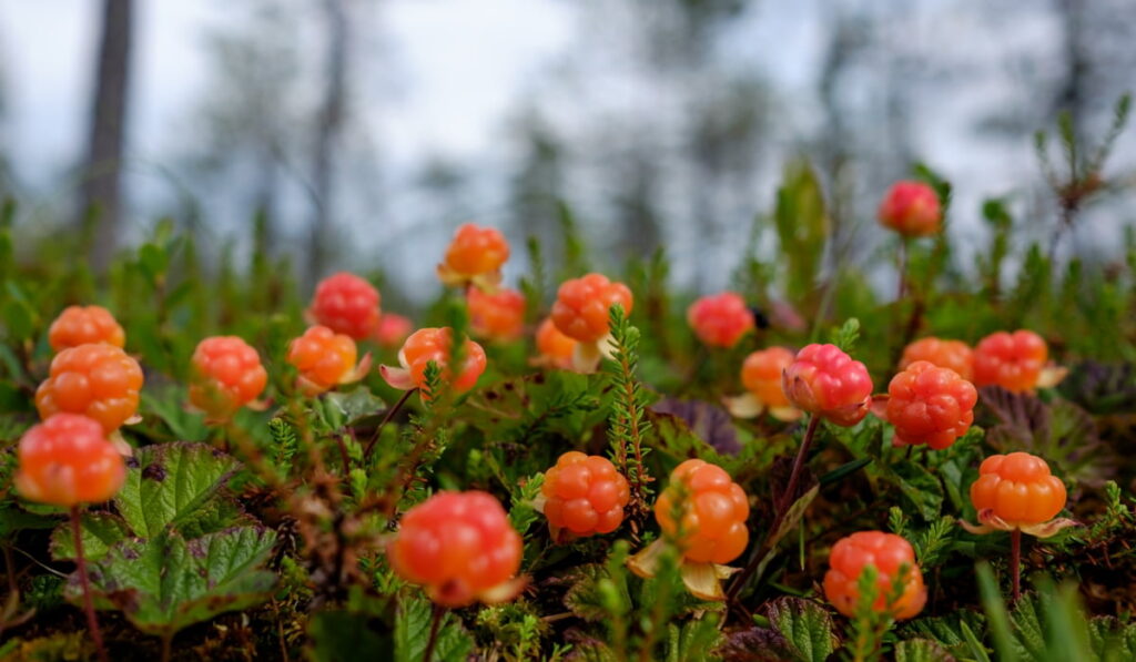 cloudberries plant on the ground 