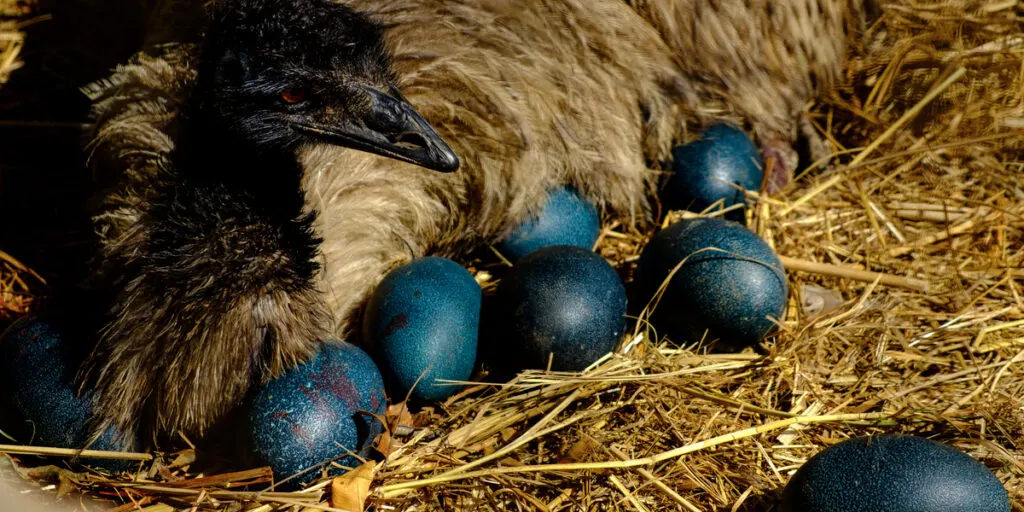 emu birds eggs beautiful blue and green colour