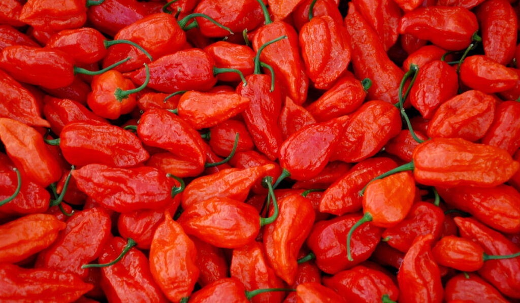 fresh ghost peppers in the market
