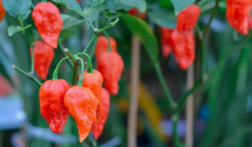 ghost pepper plant