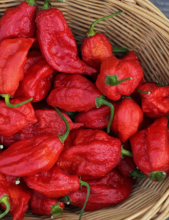 ghost peppers in a basket at the market