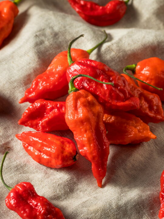 ghost peppers on cloth burlap