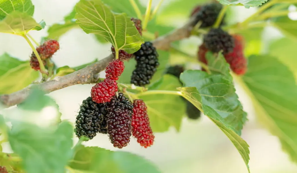 mulberry plant with red and black mulberries