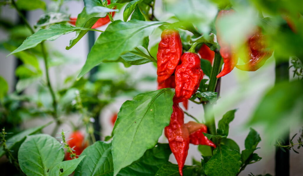 red chilli ghost pepper plant