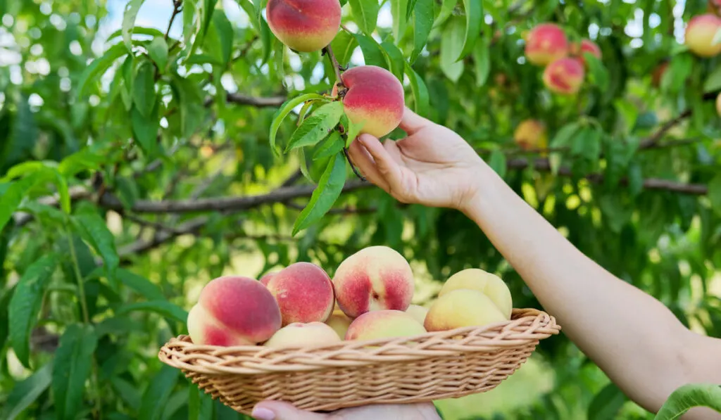 Close-up of female hand picking ripe peaches from tree into basket