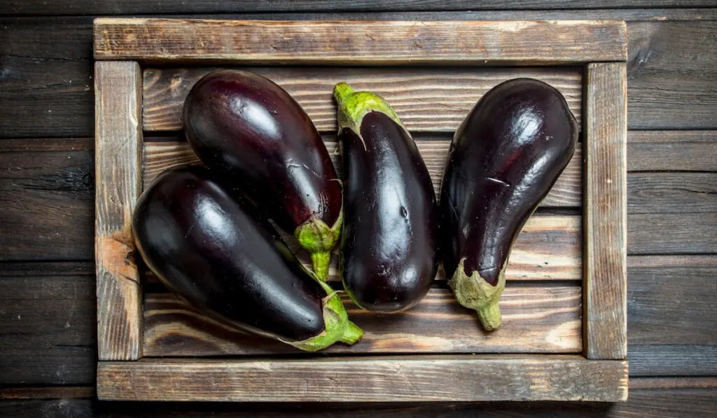 Eggplant on a wooden tray 