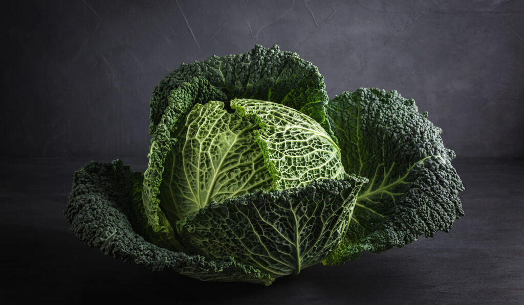 type of cabbage - fresh Raw savoy cabbage on gray background