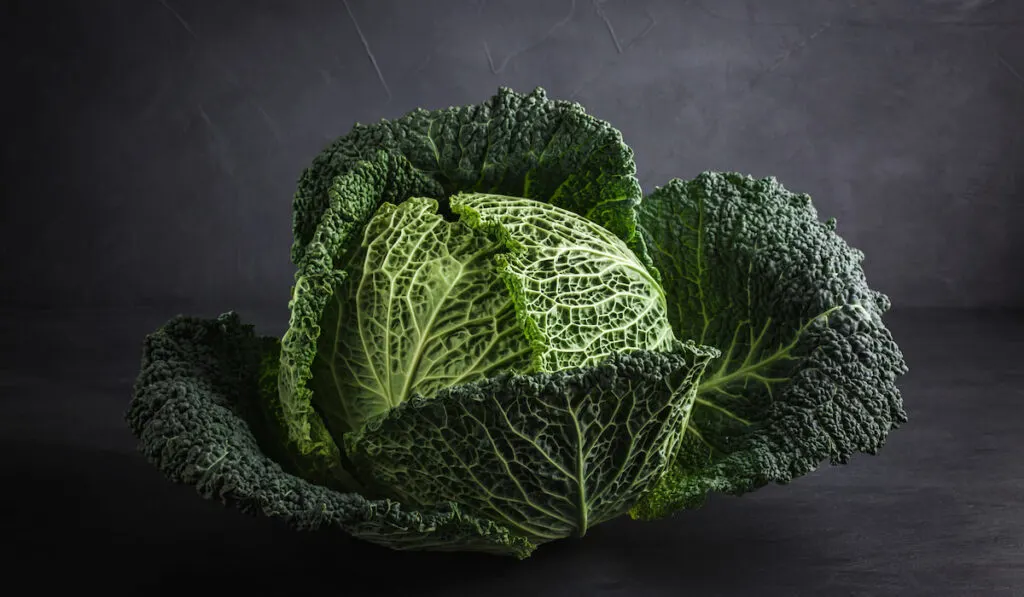 type of cabbage - fresh Raw savoy cabbage on gray background