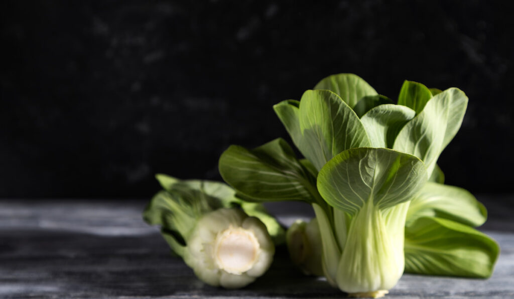 type of cabbage -  Fresh green bok choy on dark background 