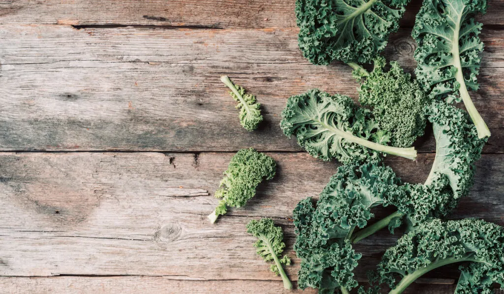 Fresh green curly kale on wooden background 