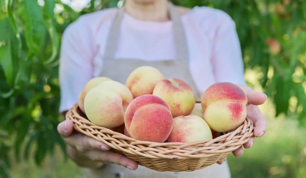 Fresh ripe peaches in basket in hands of woman, garden with peach trees