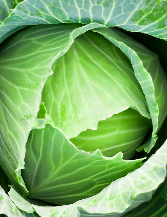 type of cabbage - Gonzales-Cabbage-in-the-farm