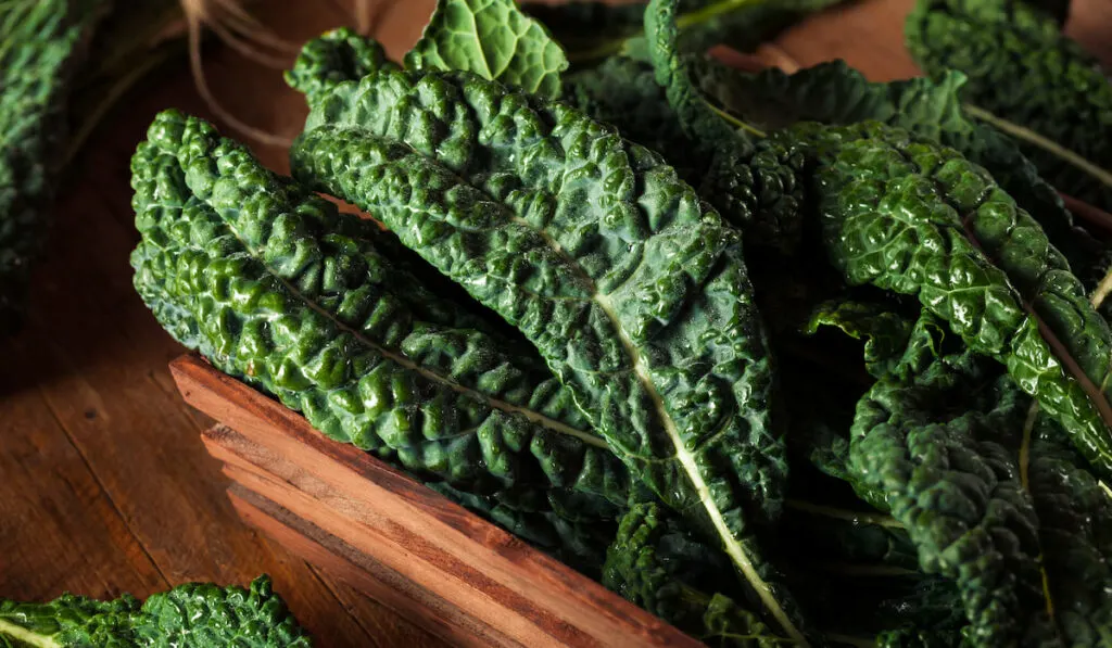 Green Lacinato Kale in wooden crate 