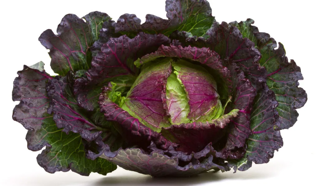 type of cabbage - January King Cabbage on white background 