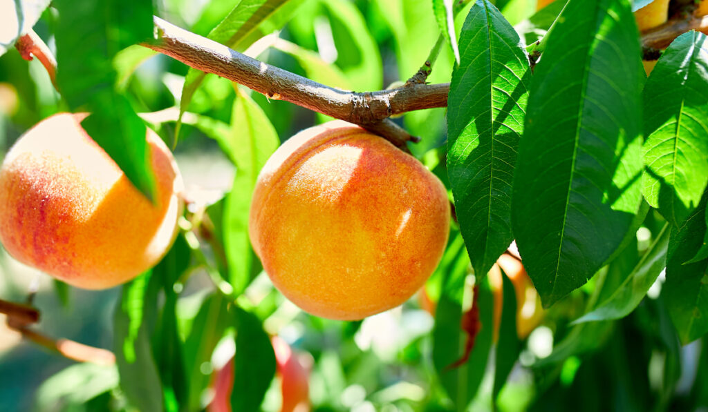 Reliance Peaches on the tree 
