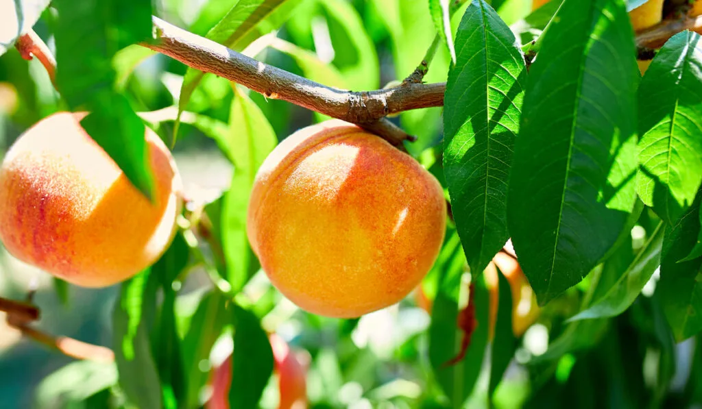 Reliance Peaches on the tree 