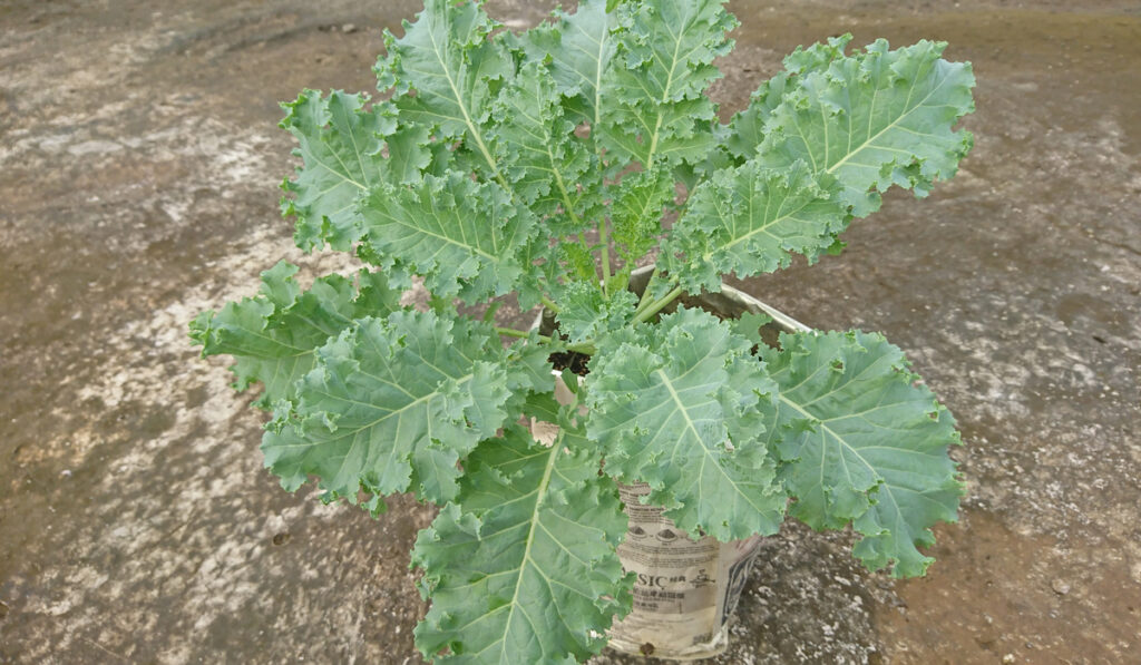 Siberian Kale  in a diy pot