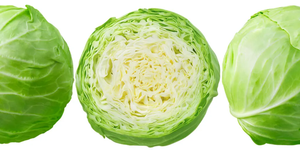 type of cabbage - Sliced and crop photo of Cannonball Cabbage
