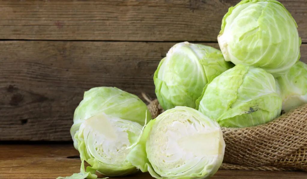 type of cabbage - Whole and sliced Ripe White Cabbage on wooden table 
