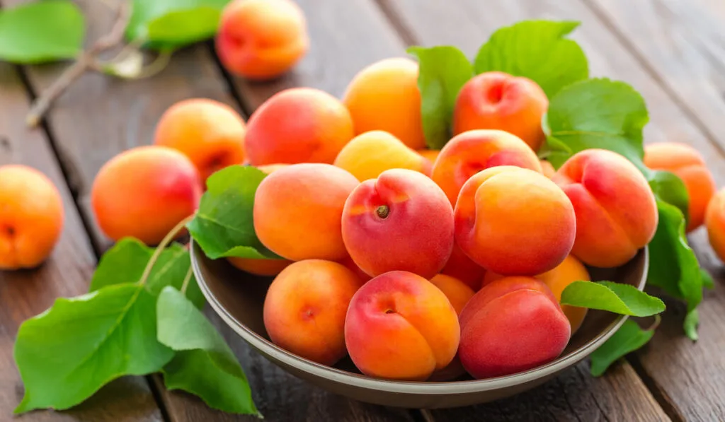 apricots with leaves in the bowl on wooden table