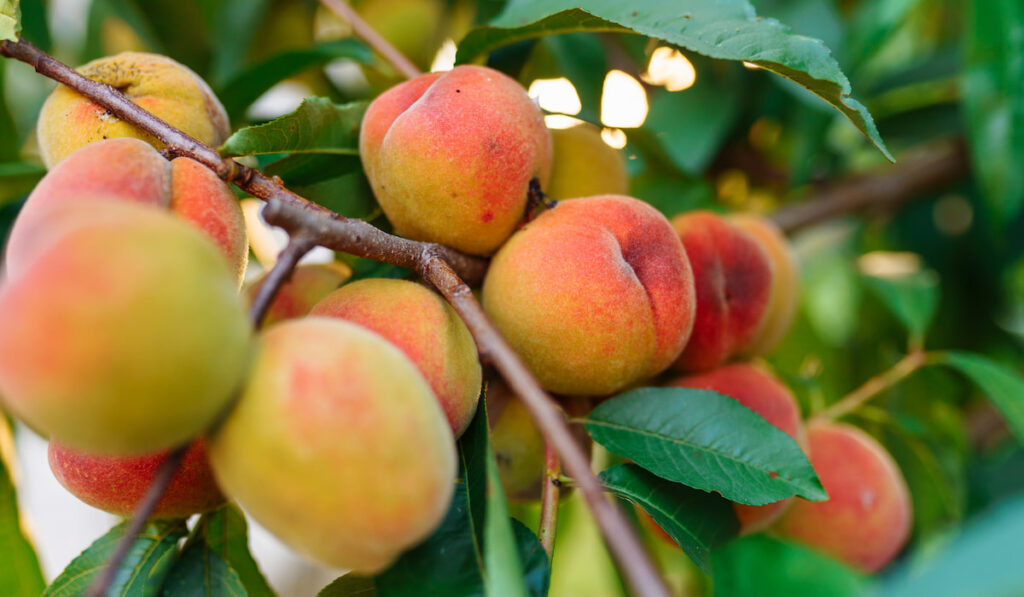 bunch of peach fruit on the tree 