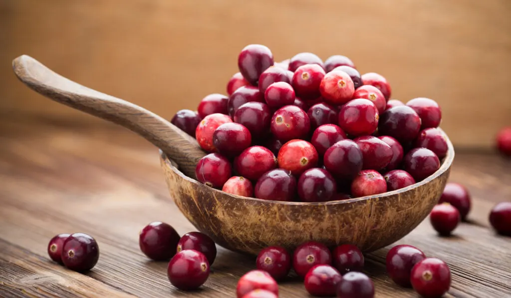 cranberries in a wooden bowl and wooden spoon 
