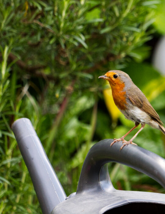 cute-little-bird-sitting-on-watering-can-in-the-garden