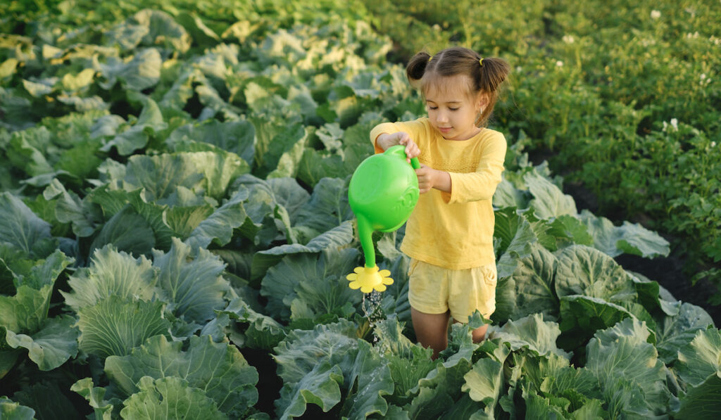 girl is watering premium kale growing in the vegetable garden